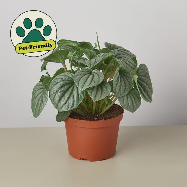 Peperomia 'Frost' Indoor Plants 4" Pot Austin Jungle Co.