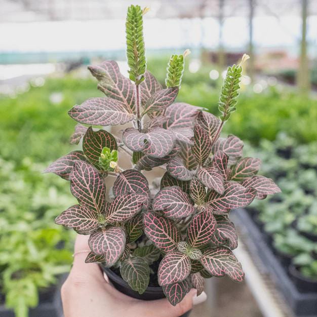 Fittonia 'Pink' 6" Plant (1pk/$4.5) ($10 Ship/31oz) 4" Pot Austin Jungle Co.