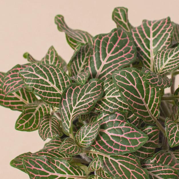 Fittonia 'Pink' 6" Plant (1pk/$4.5) ($10 Ship/31oz) 4" Pot Austin Jungle Co.