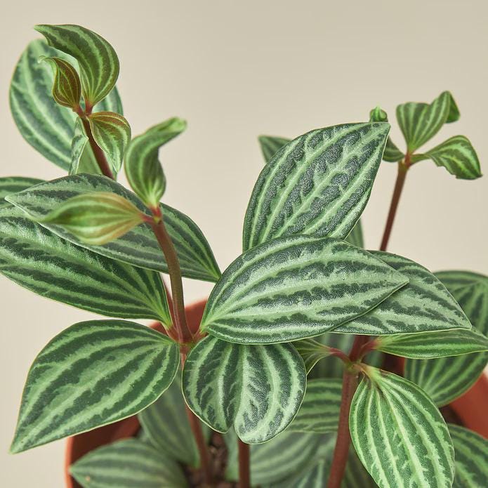 Peperomia 'Parallel' 3" Pot Austin Jungle Co.
