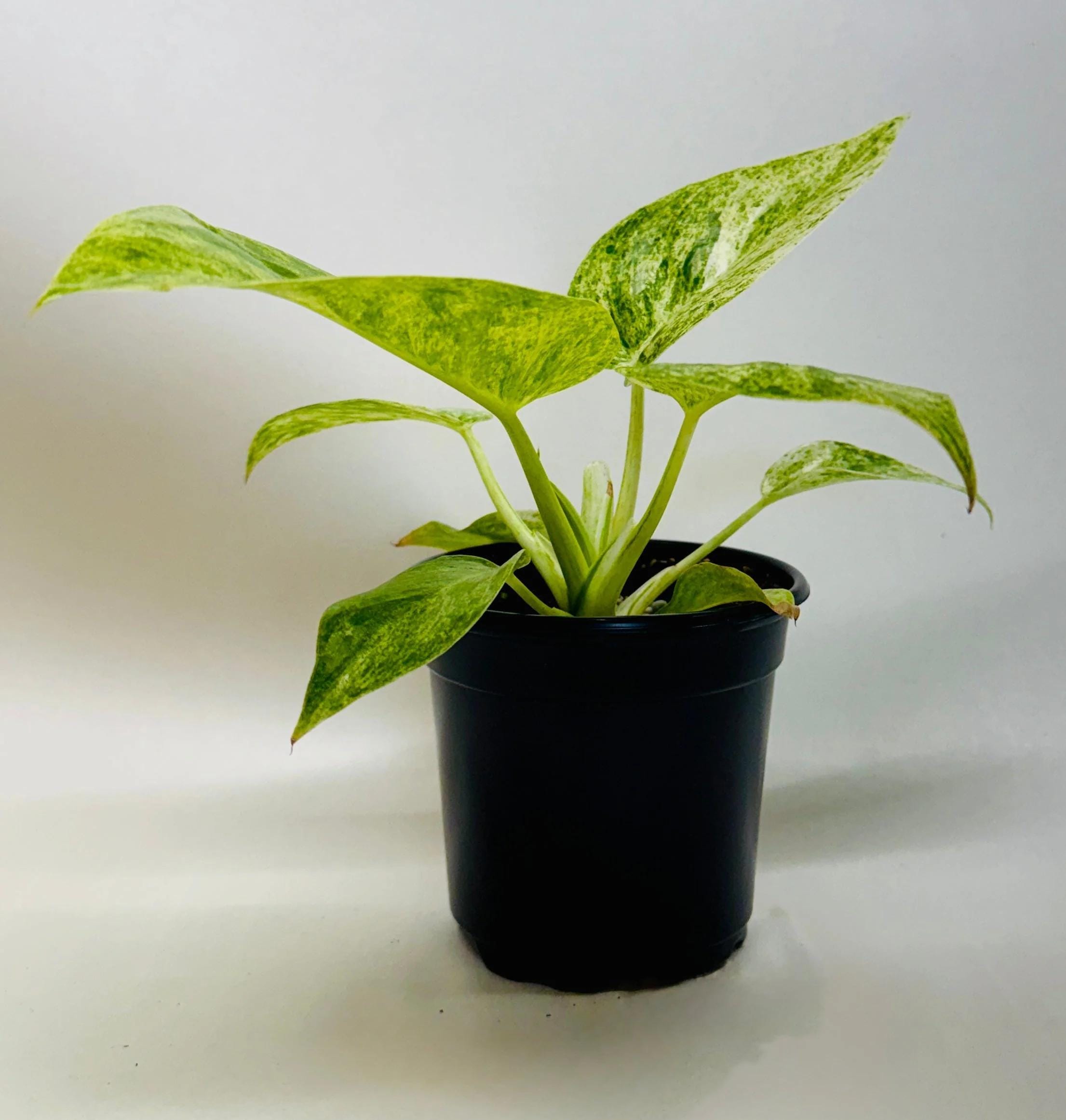 Philodendron 'Blizzard' Indoor Plants 4" Pot Austin Jungle Co.