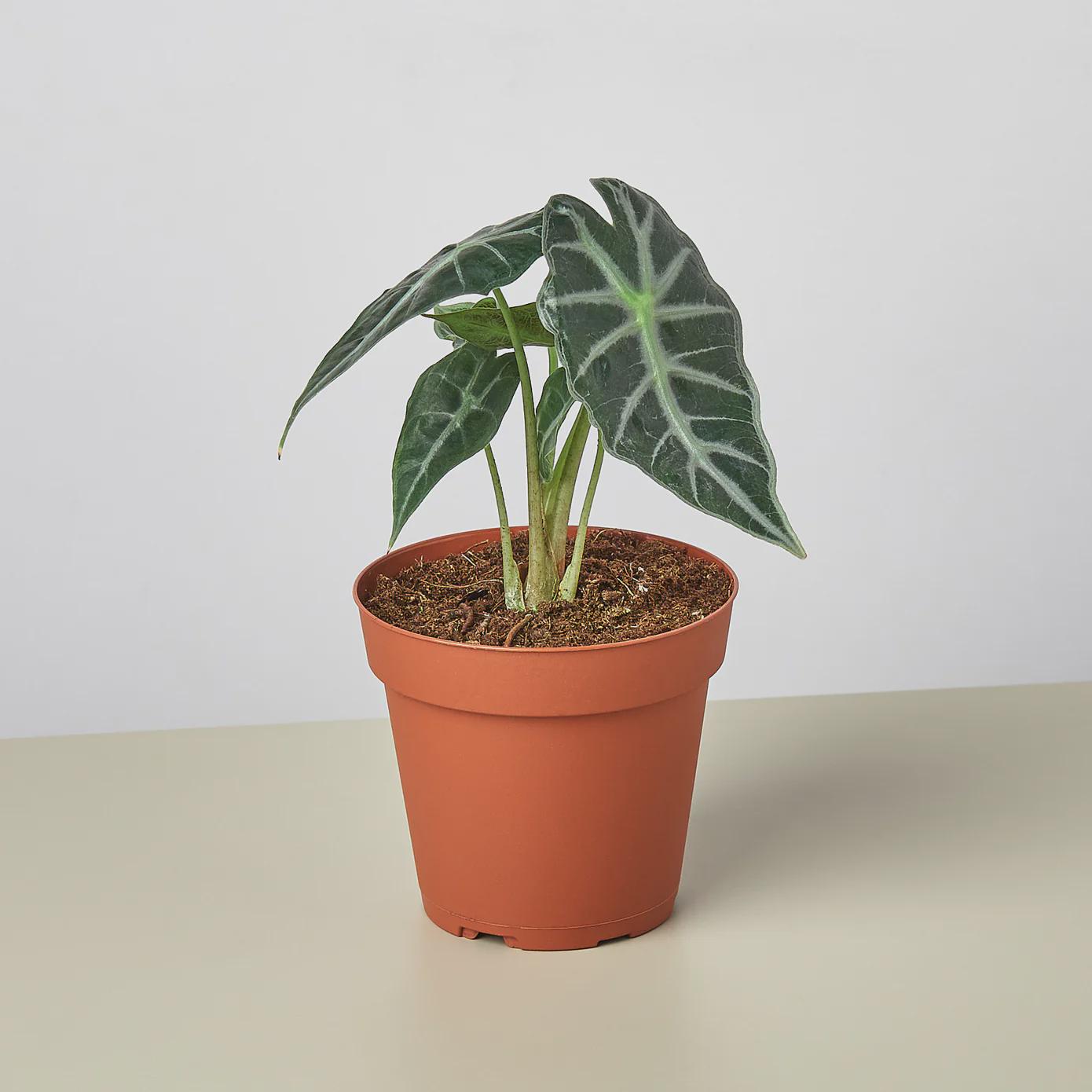 Alocasia Amazonica 'Bambino' Indoor Plants 4" Pot Austin Jungle Co.