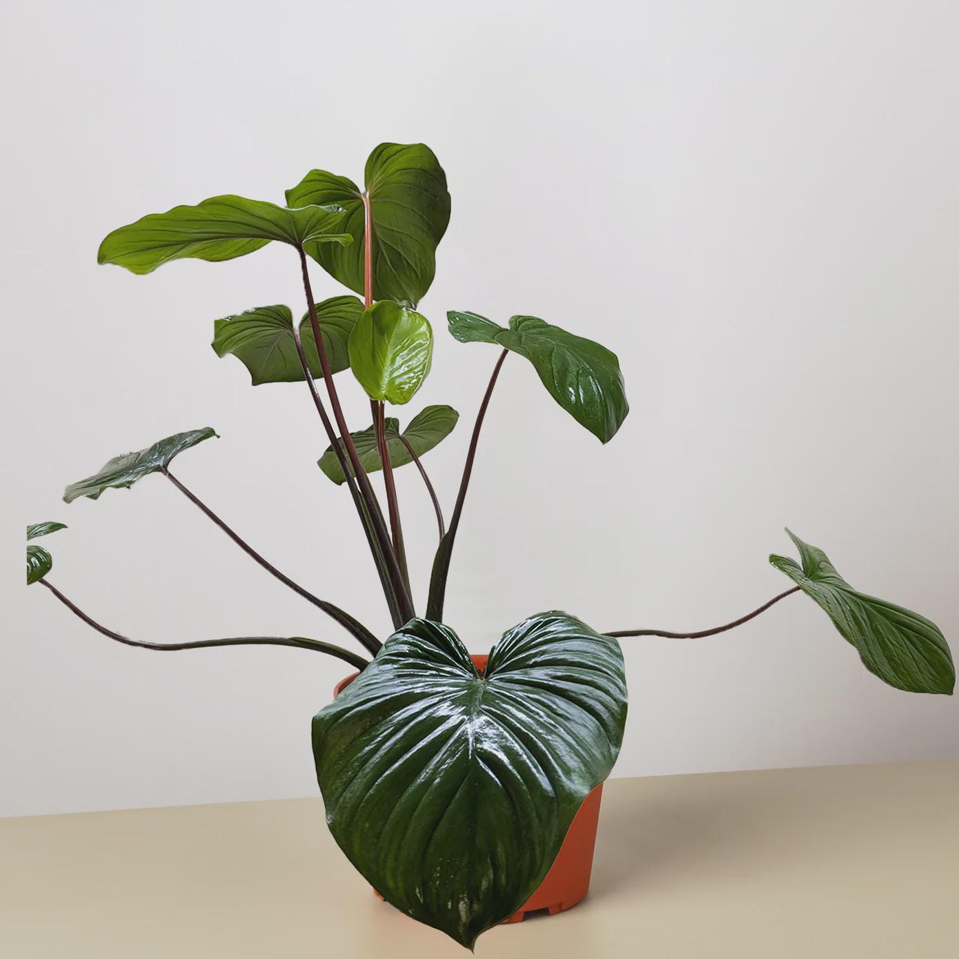 Homalomena 'Emerald Gem' Indoor Plants 4" Pot Austin Jungle Co.