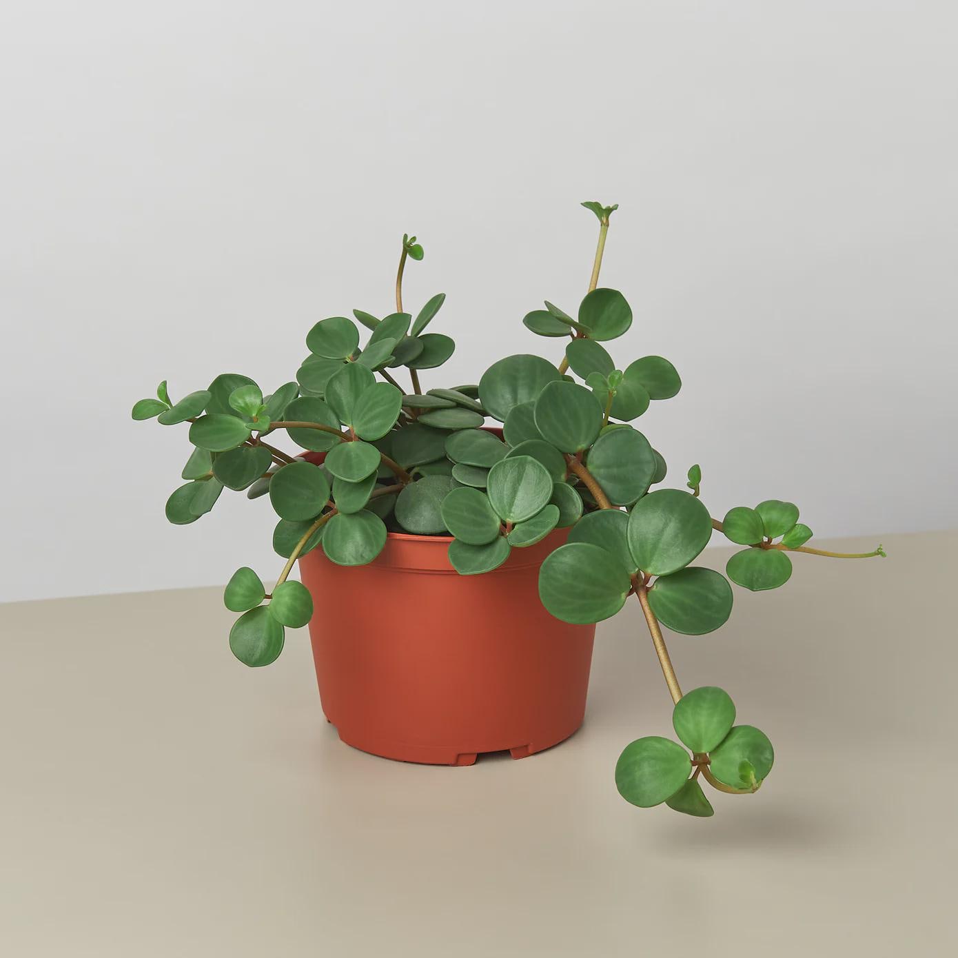 Peperomia 'Hope' 4" Plant 3" Pot Austin Jungle Co.