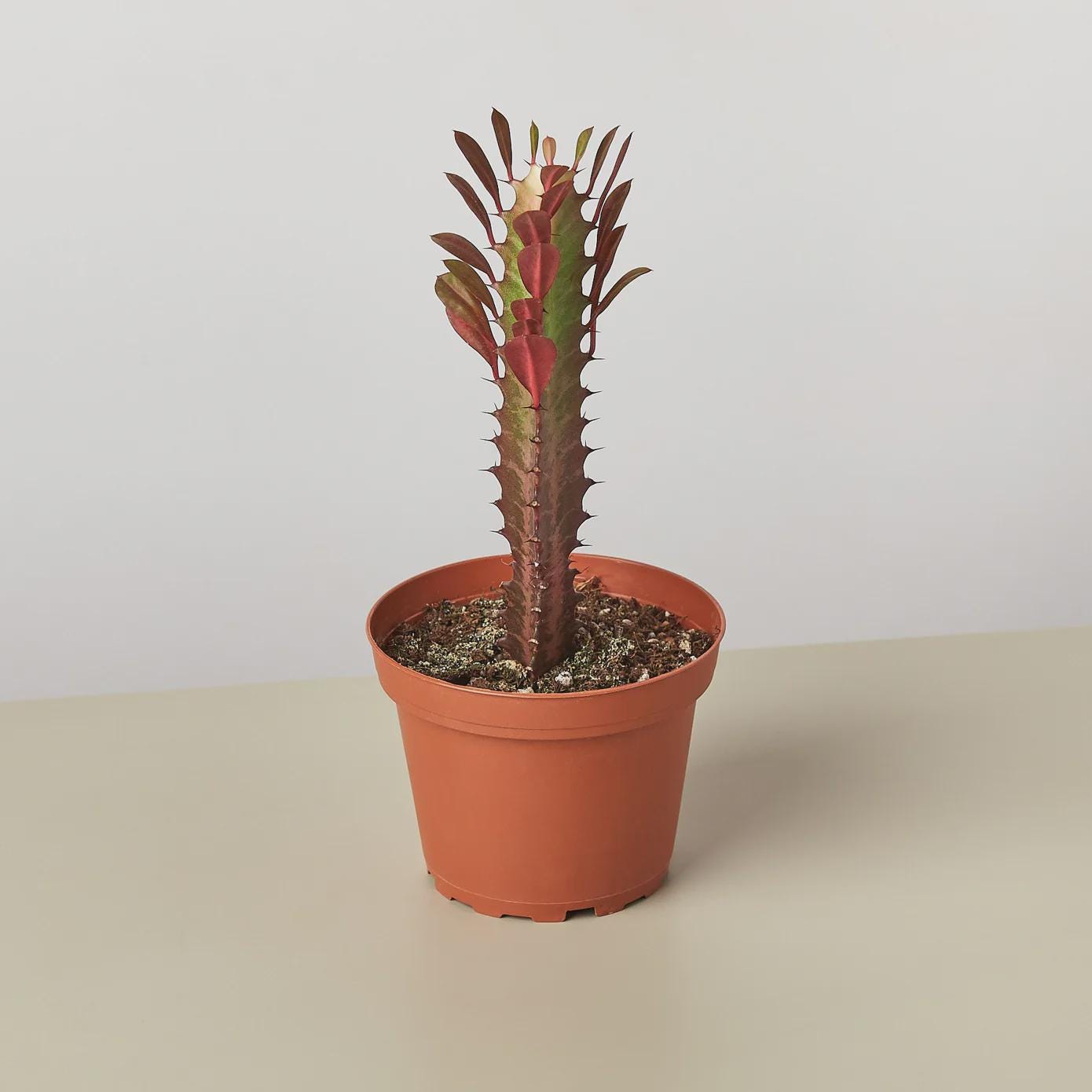 Succulent Euphorbia 'Trigona Rubra' Succulent 2" Pot Austin Jungle Co.