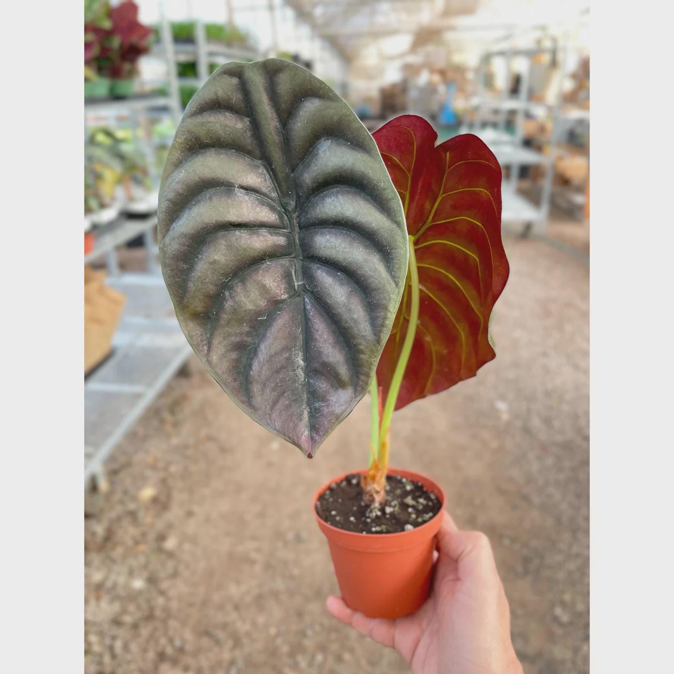 Alocasia 'Red Secret' 4" Pot Austin Jungle Co.