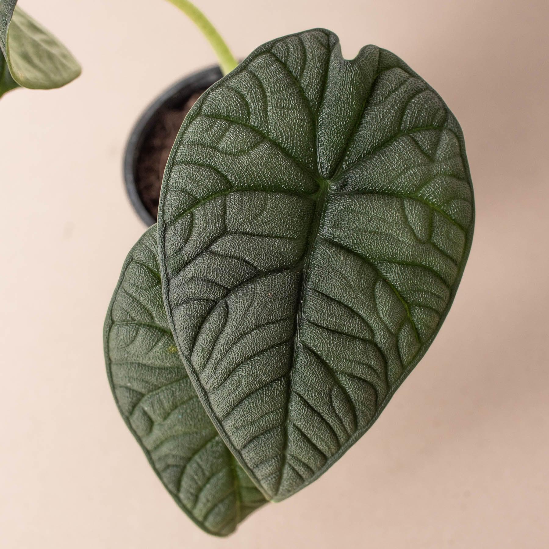 Alocasia 'Melo' Indoor Plants 4" Pot Austin Jungle Co.