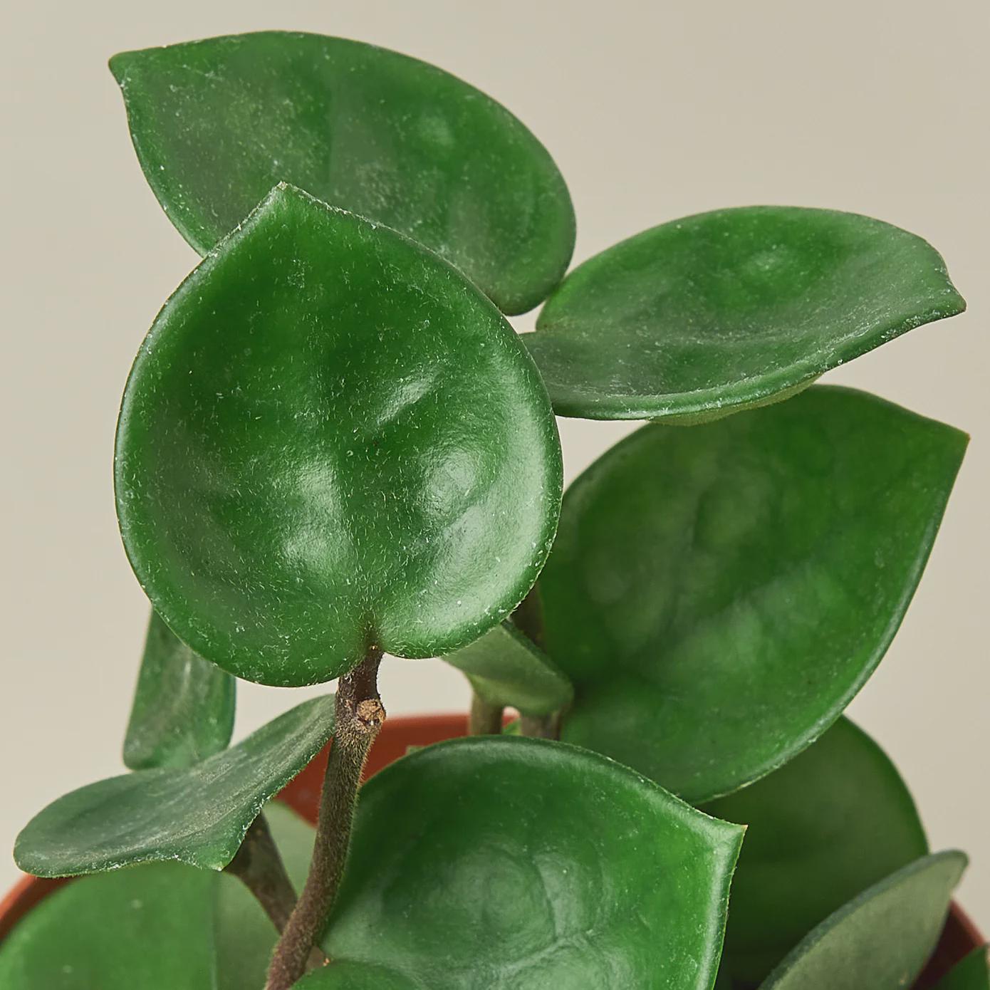 Hoya Carnosa 'Chelsea' Indoor Plants 4" Pot Austin Jungle Co.