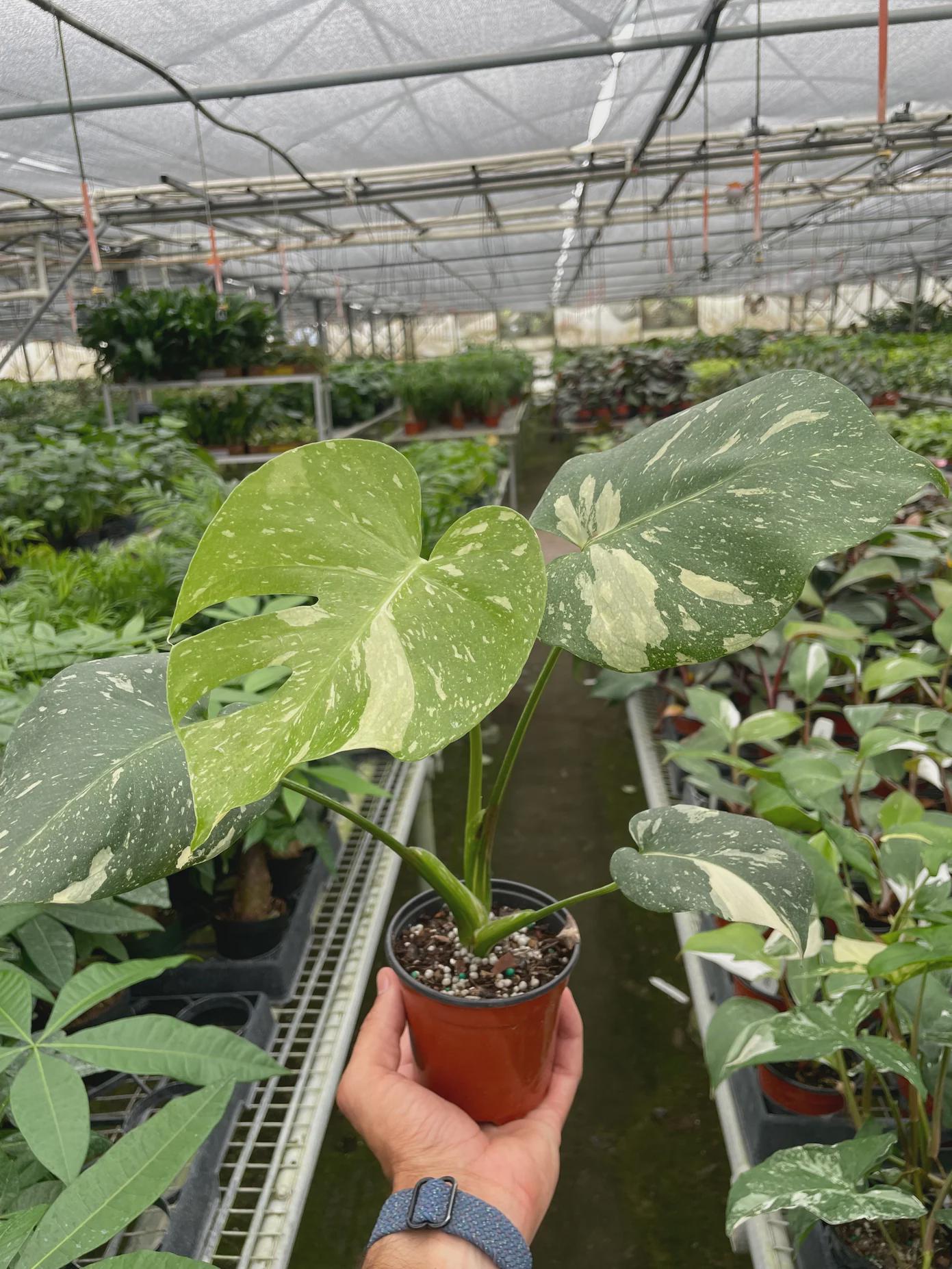 Monstera 'Thai Constellation' 2" Pot Austin Jungle Co.