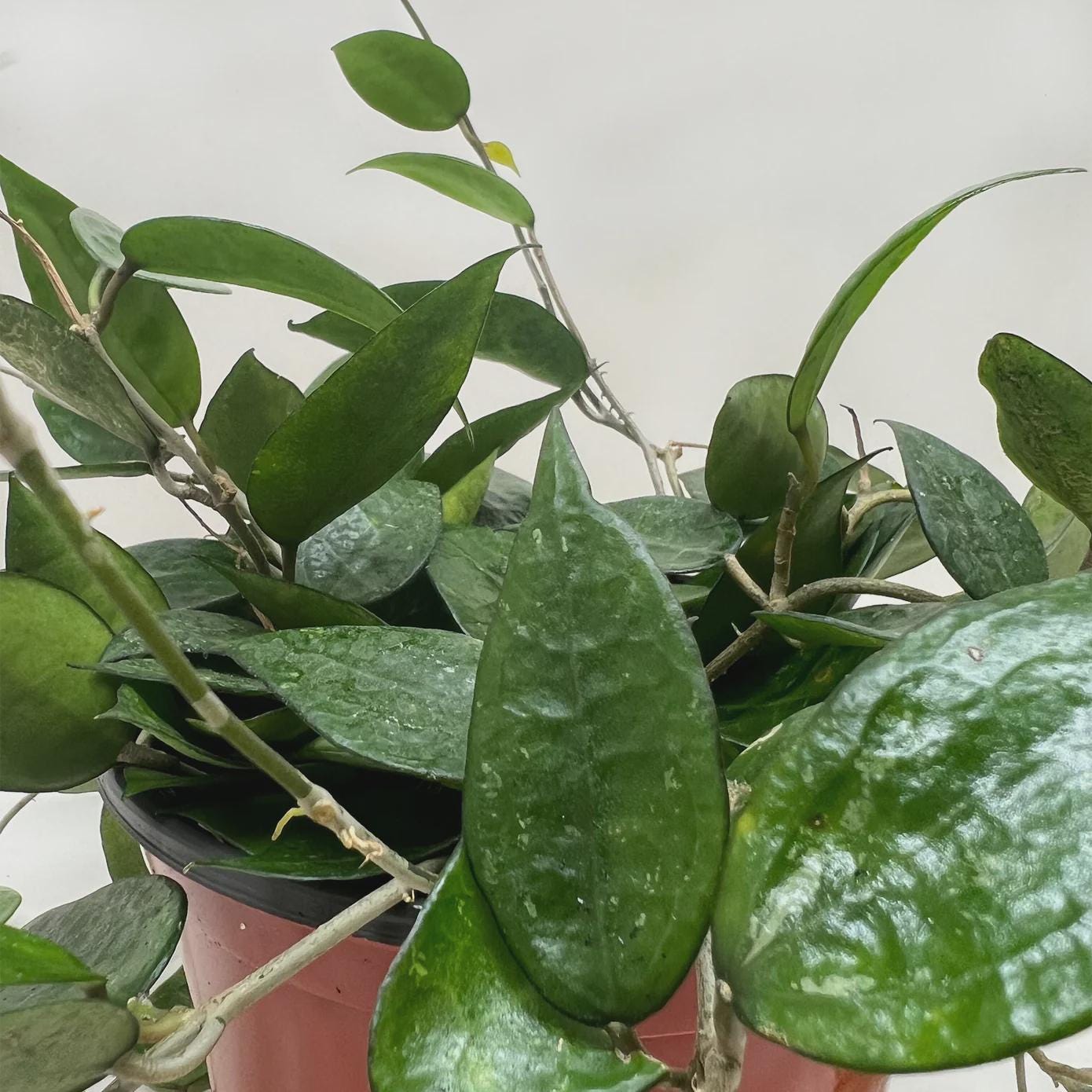 Hoya 'Black Margin' Indoor Plants 4" Pot Austin Jungle Co.