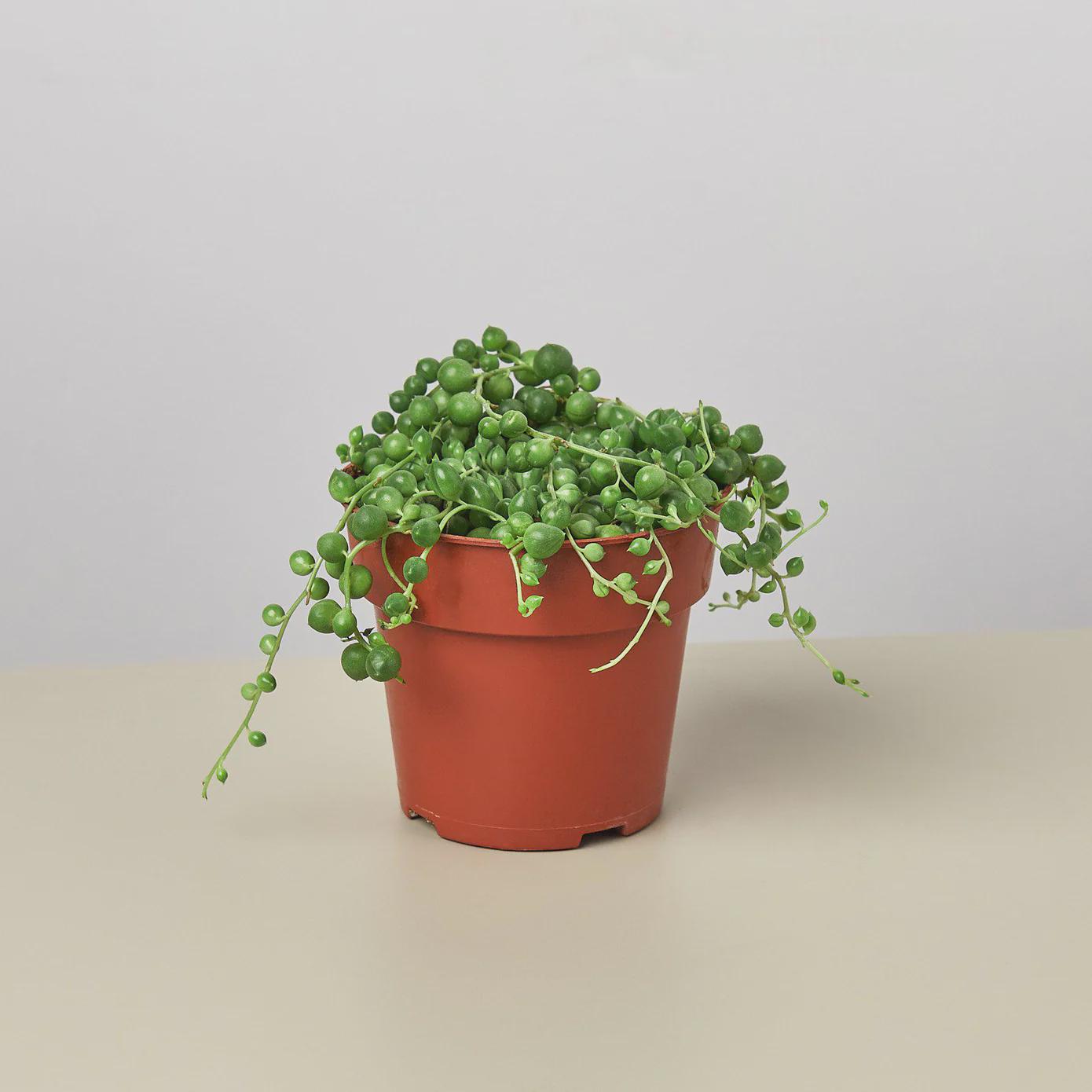Succulent 'String of Pearls' Succulent 3" Pot / Nursery Pot Austin Jungle Co.