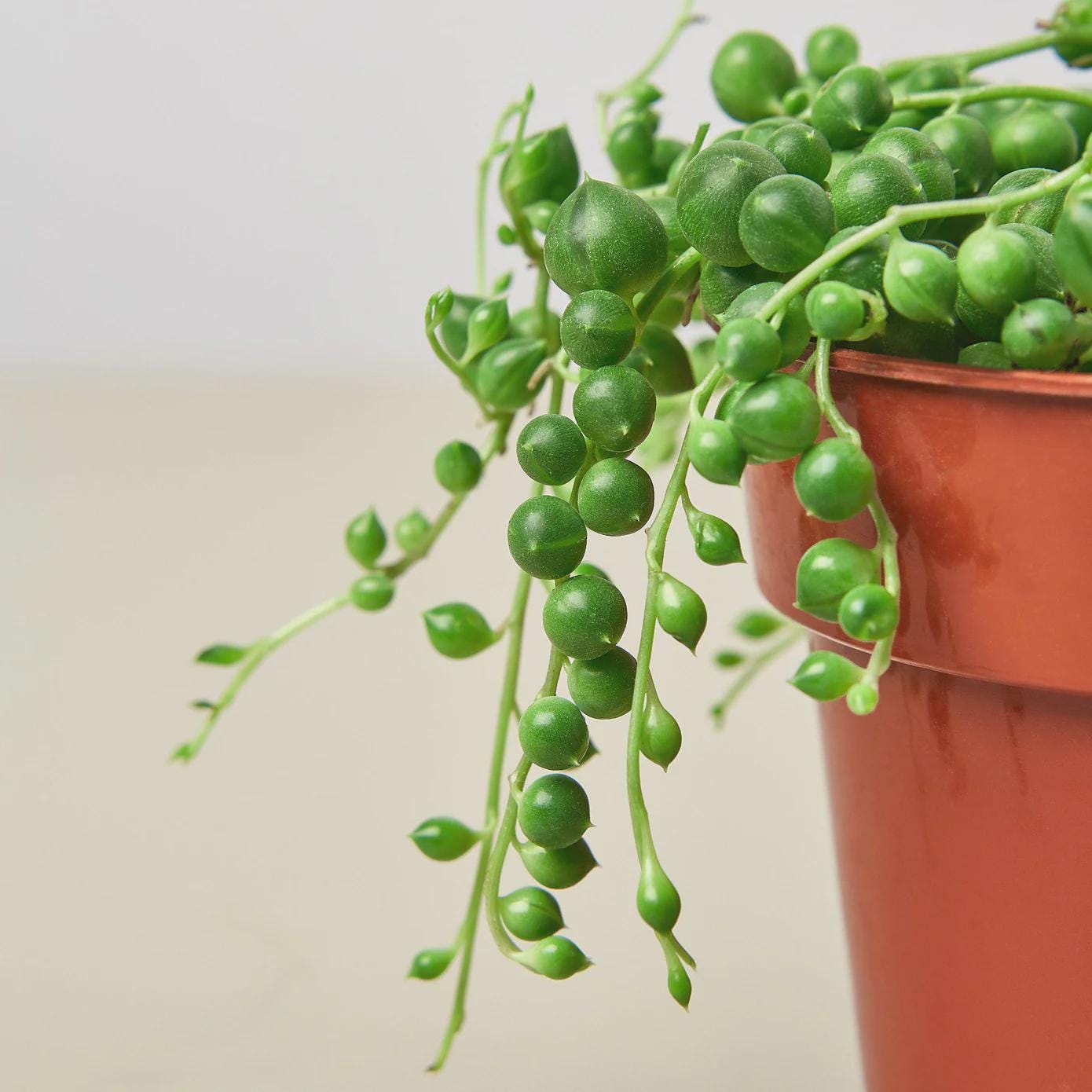 Succulent 'String of Pearls' Succulent 3" Pot / Nursery Pot Austin Jungle Co.