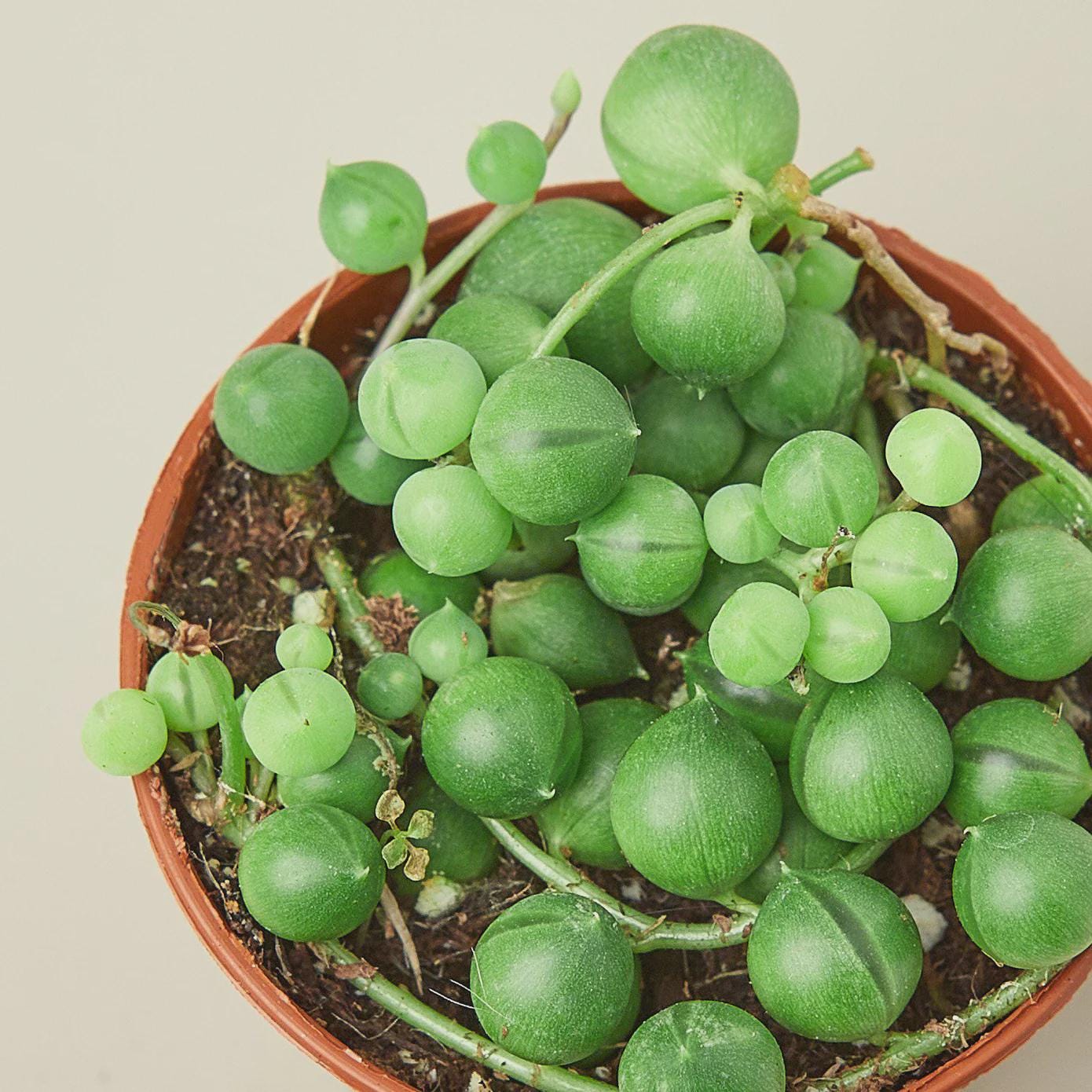 Succulent 'String of Pearls' Succulent 3" Pot / Nursery Pot Austin Jungle Co.