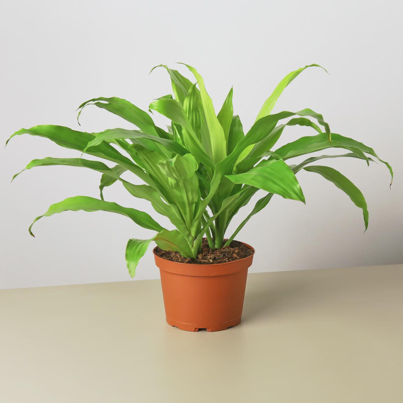 Dracaena 'Lime Light' Indoor Plants 6" Pot Austin Jungle Co.