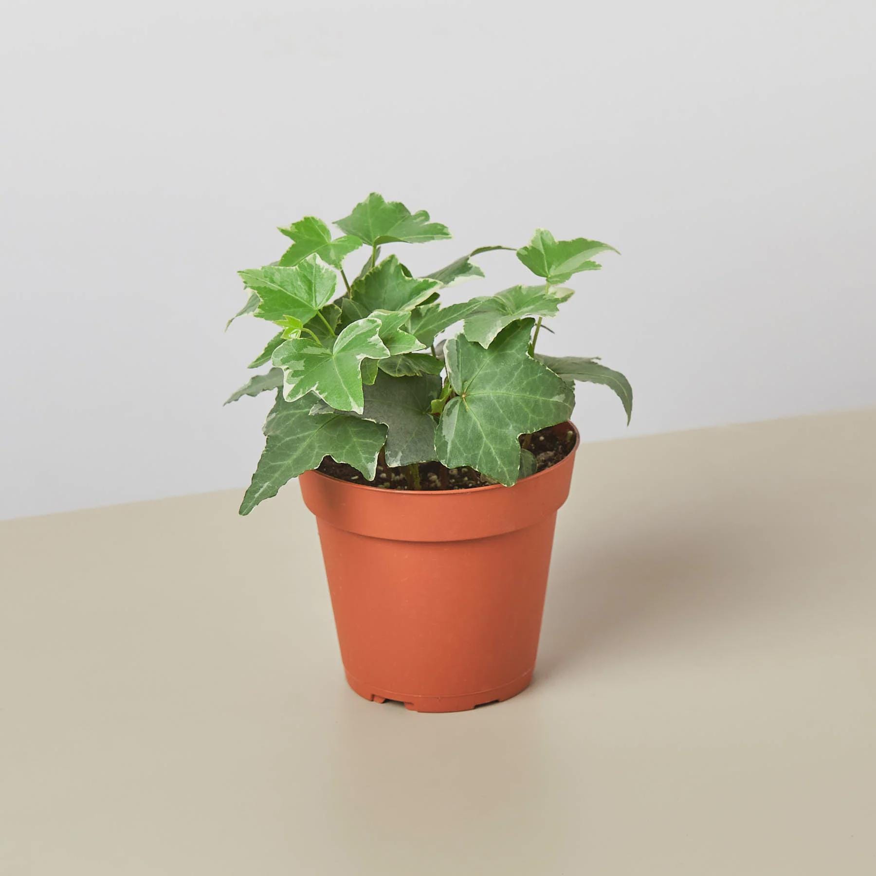 English Ivy 'Glacier' Indoor Plants 4" Pot / Nursery Pot Austin Jungle Co.