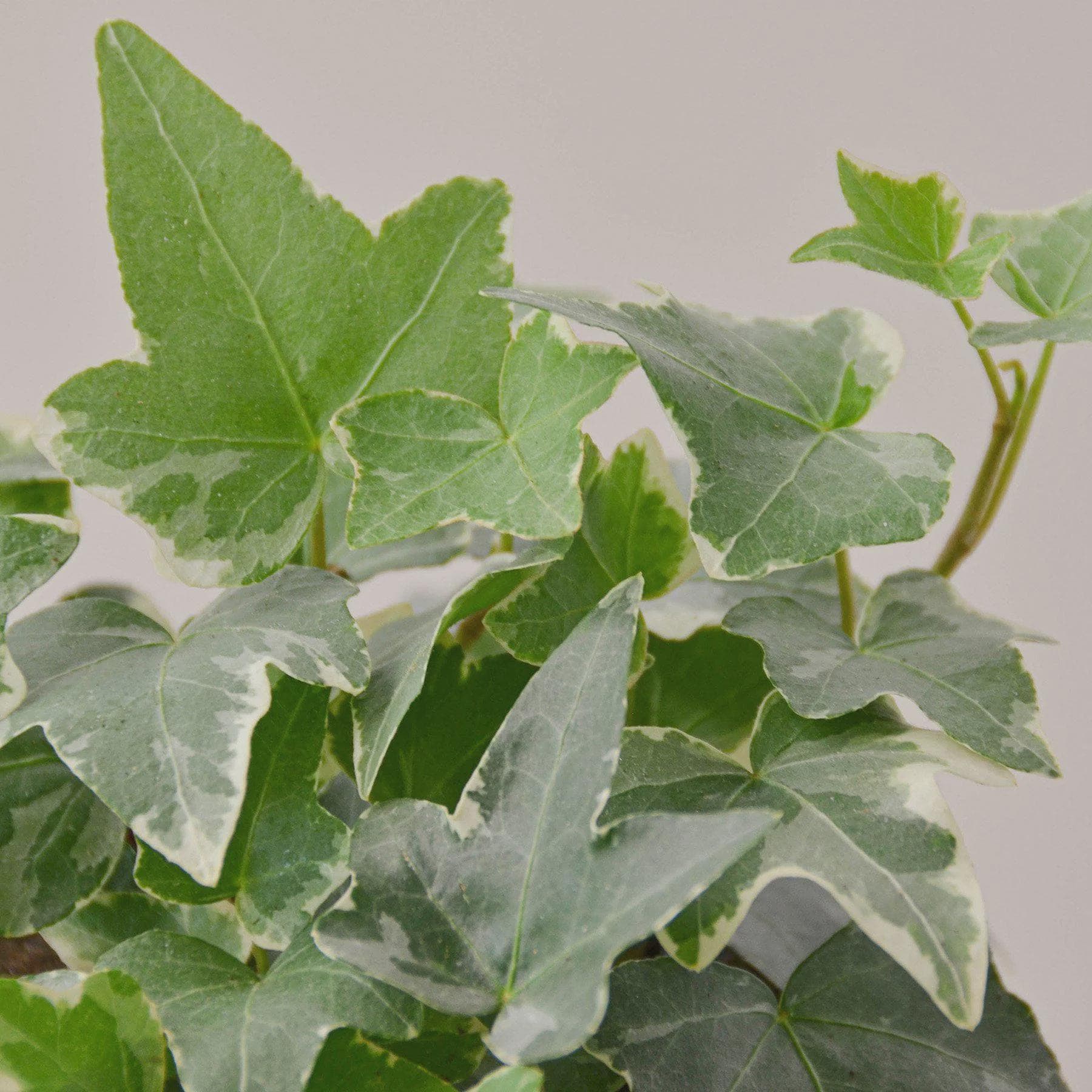 English Ivy 'Glacier' Indoor Plants 3" Pot / Nursery Pot Austin Jungle Co.