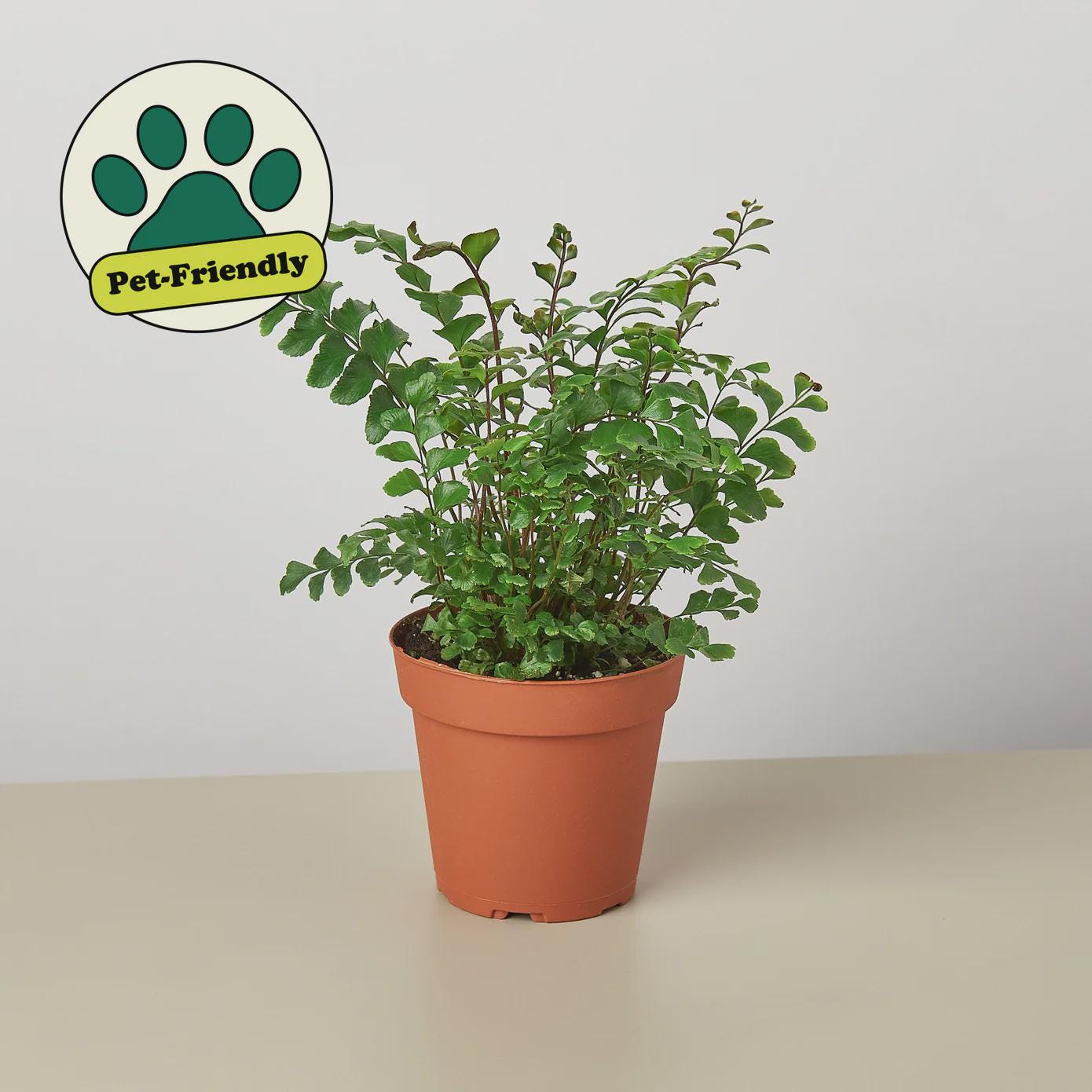 Mahogany Fern Indoor Plants 4" Pot Austin Jungle Co.