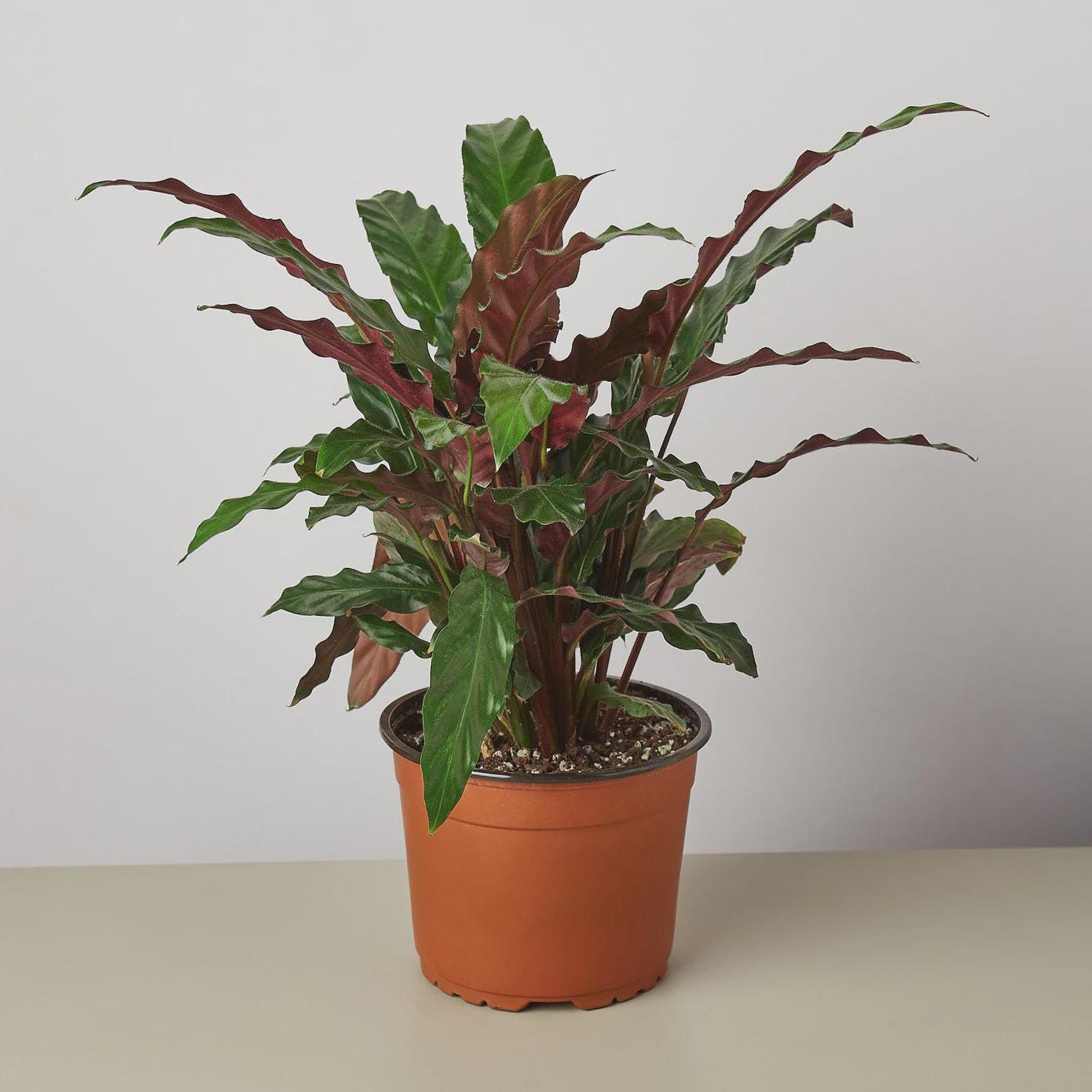 Calathea Rufibarba 'Furry Feather' Indoor Plants 4" Pot Austin Jungle Co.