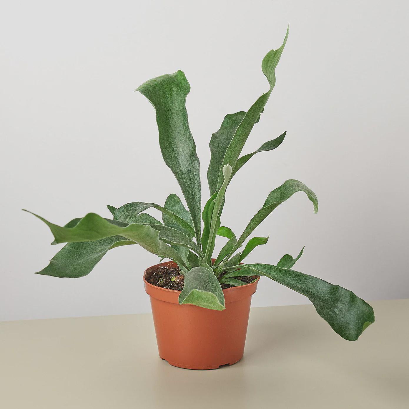 Staghorn Fern Indoor Plants 3" Pot / Nursery Pot Austin Jungle Co.