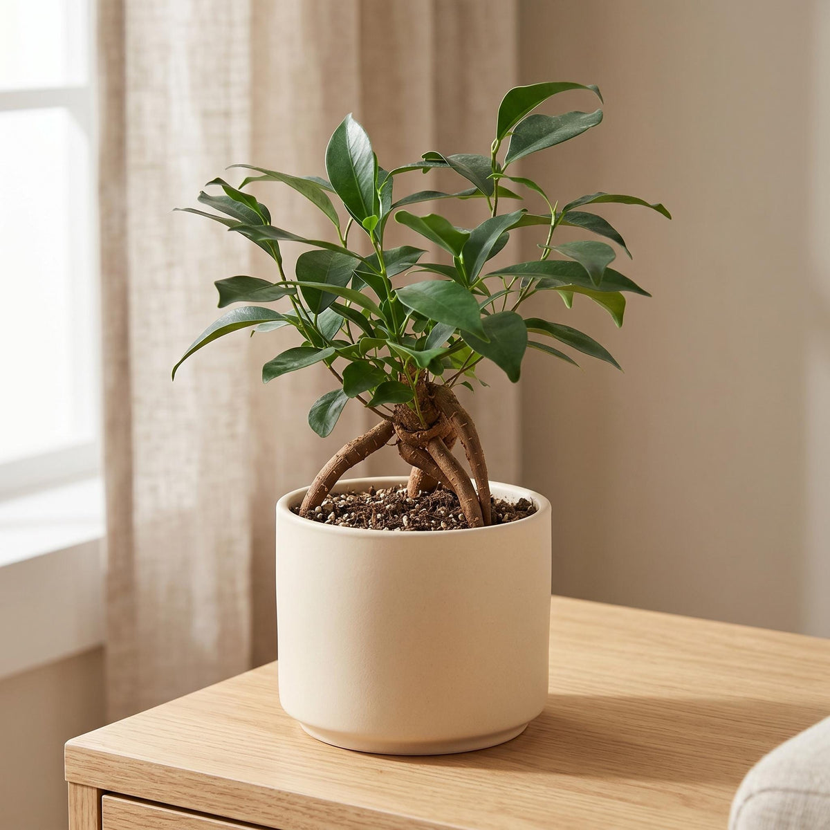 Ficus 'Ginseng' Indoor Plants 4" Pot Austin Jungle Co.