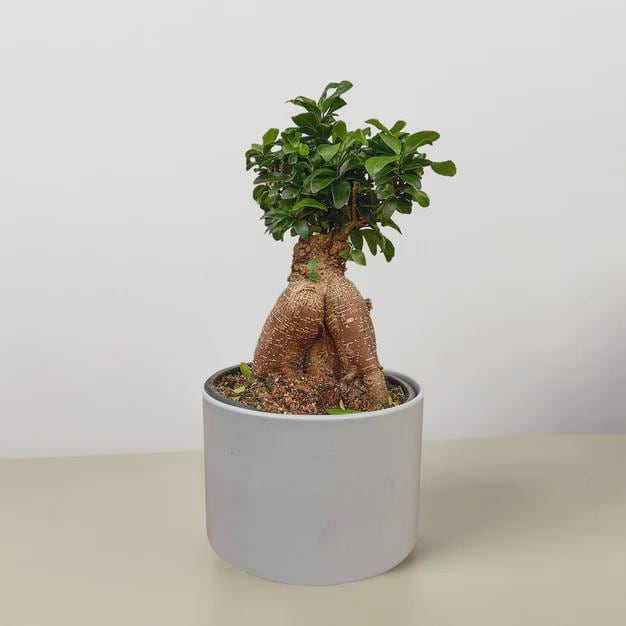 Ficus 'Ginseng' Indoor Plants 4" Pot Austin Jungle Co.