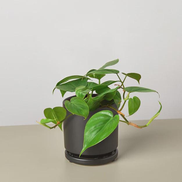 Philodendron Cordatum Heartleaf Indoor Plants 3" Pot / Nursery Pot Austin Jungle Co.