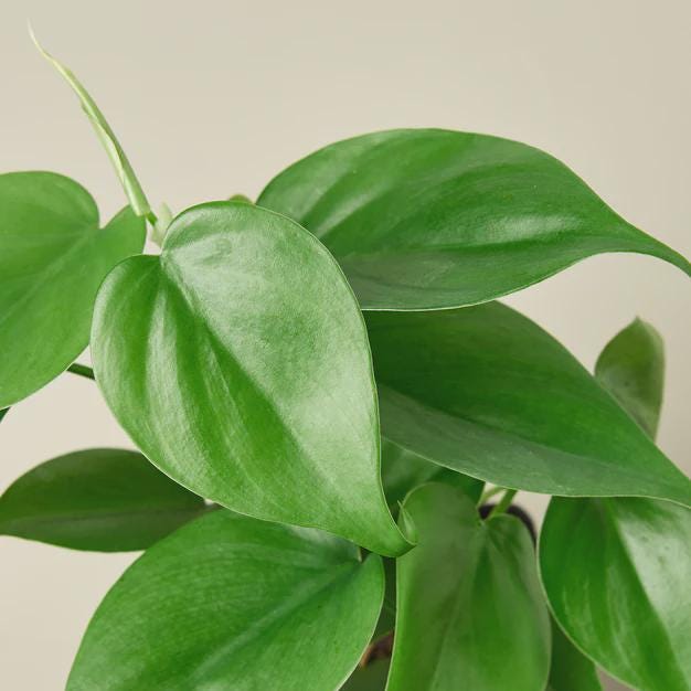 Philodendron Cordatum Heartleaf Indoor Plants 3" Pot / Nursery Pot Austin Jungle Co.