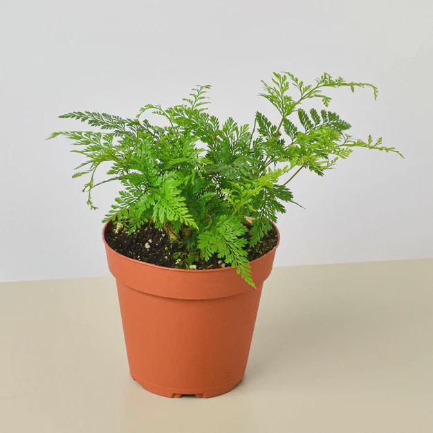 Rabbit's Foot Fern Indoor Plants 4" Pot Austin Jungle Co.