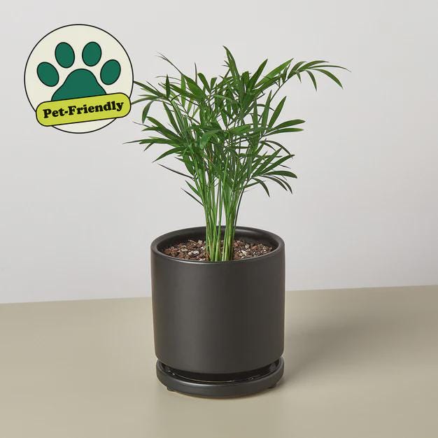 Parlor Palm Indoor Plants 3" Pot / Nursery Pot Austin Jungle Co.