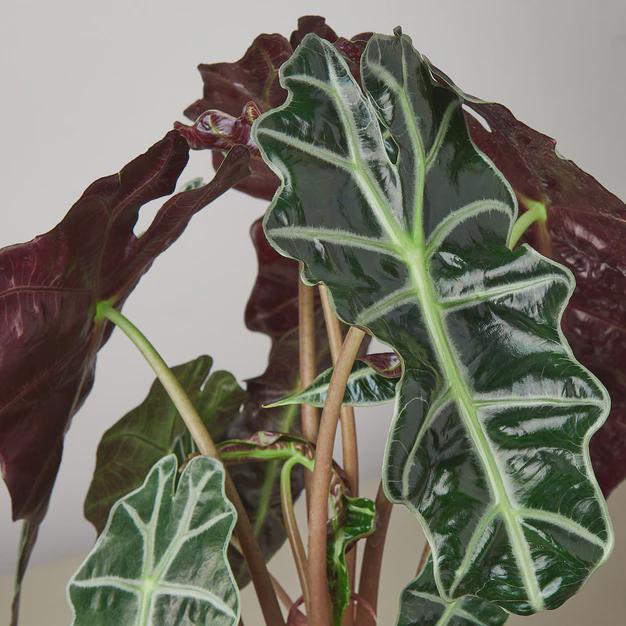 Alocasia Polly 'African Mask' Indoor Plants 2" Pot Austin Jungle Co.