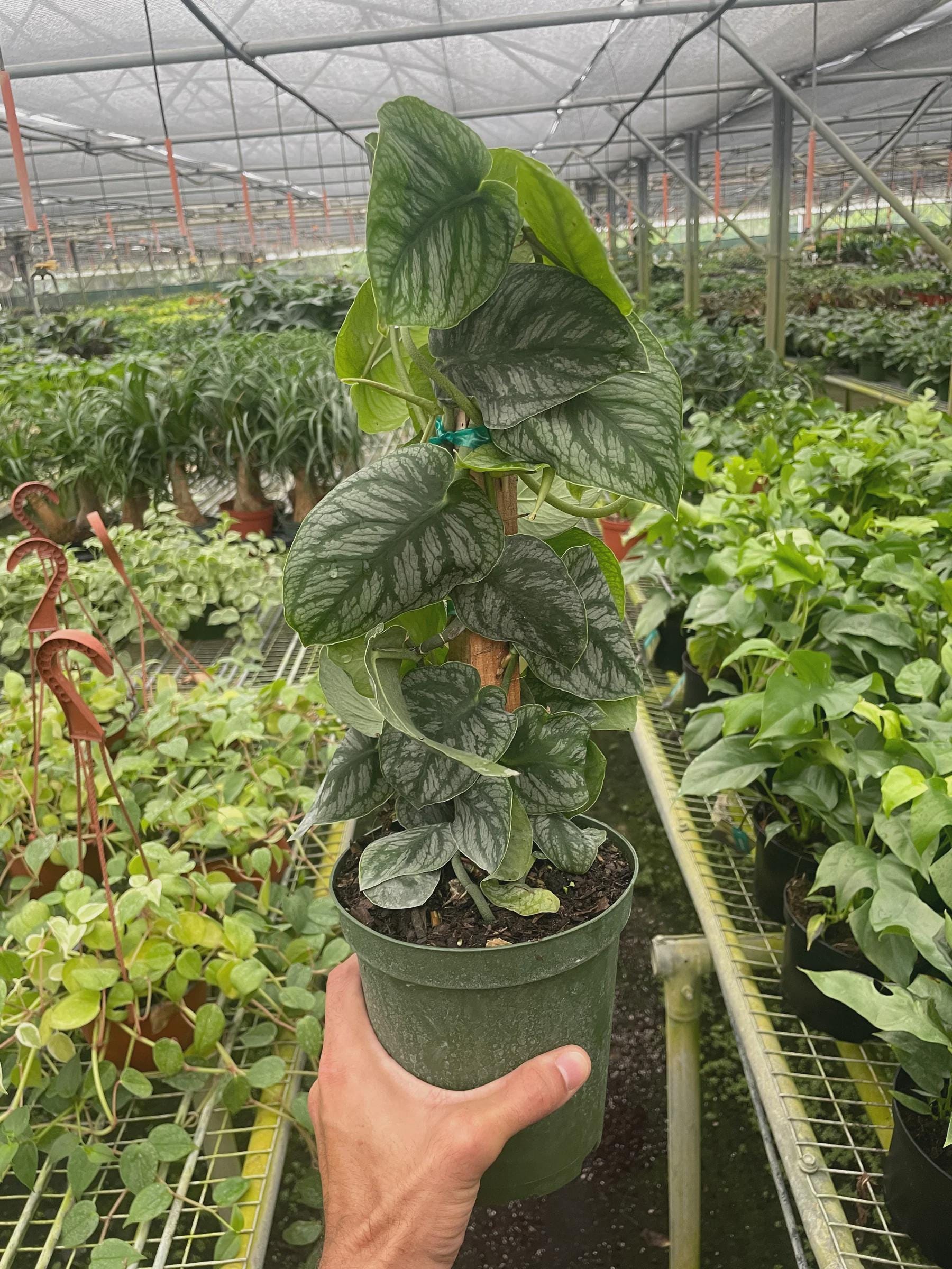Monstera 'Dubia' (Shingle Plant) Indoor Plants 4" Pot / Nursery Pot Austin Jungle Co.