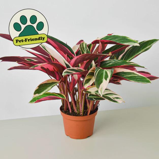 Stromanthe Triostar Indoor Plants 6" Pot Austin Jungle Co.