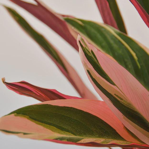 Stromanthe Triostar Indoor Plants 4" Pot Austin Jungle Co.