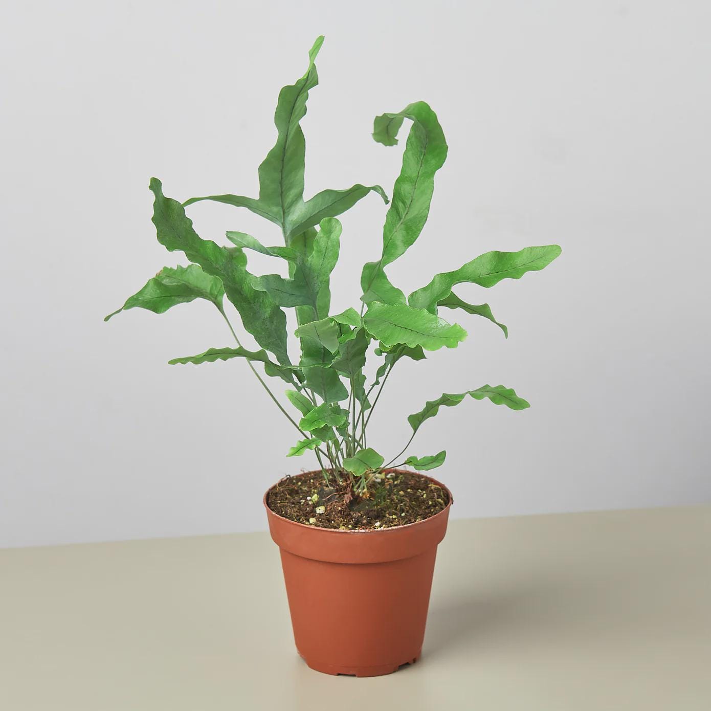 Fern 'Blue Star' Indoor Plants 4" Pot / Nursery Pot Austin Jungle Co.