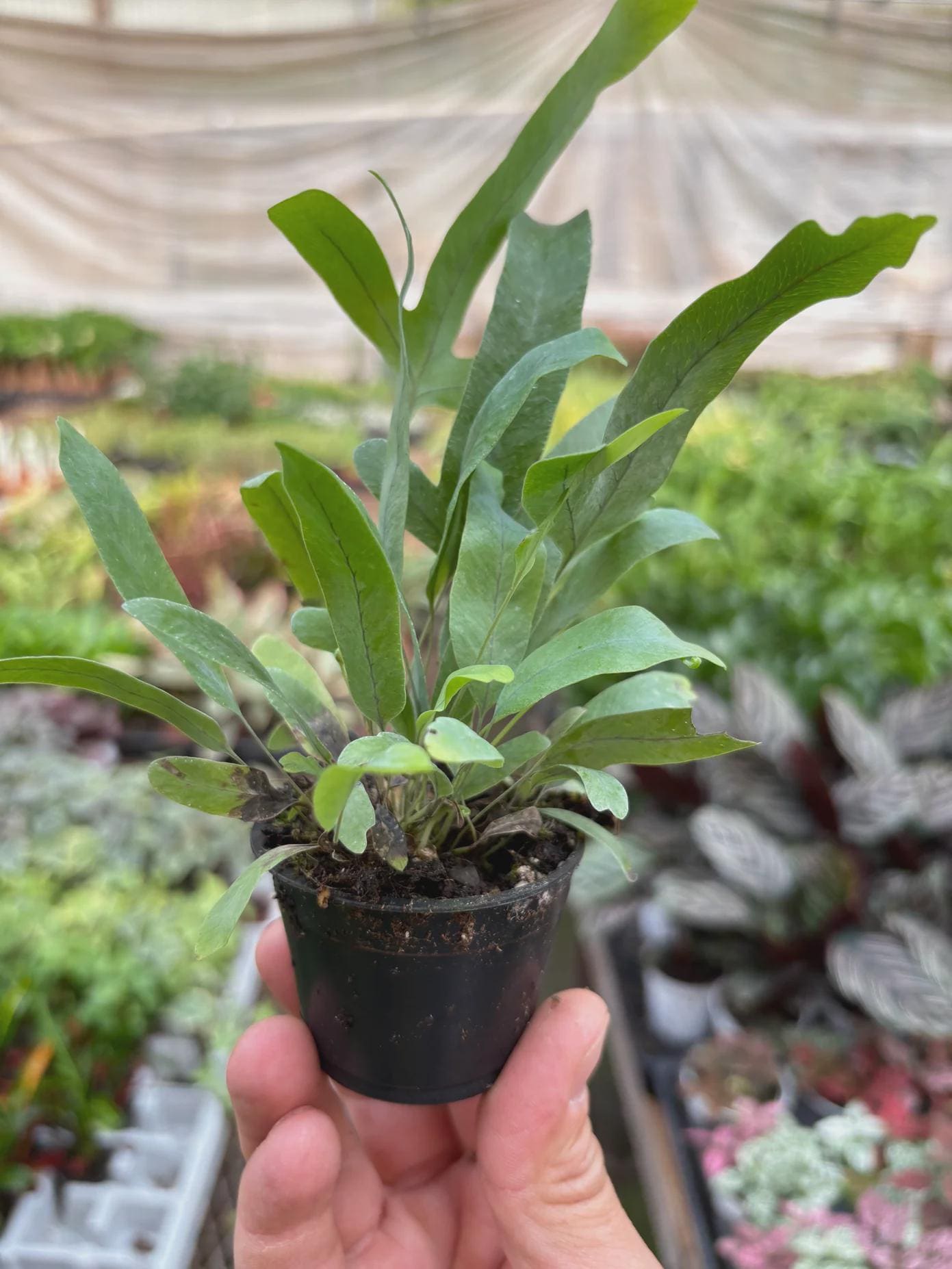Fern 'Blue Star' Indoor Plants 4" Pot / Nursery Pot Austin Jungle Co.