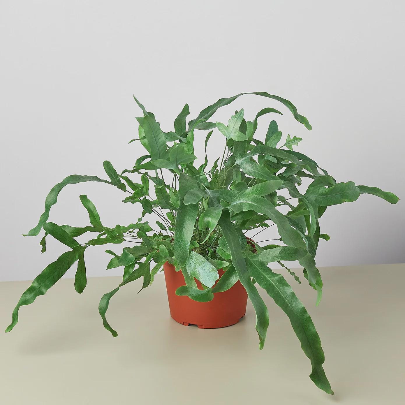 Fern 'Blue Star' Indoor Plants 4" Pot / Nursery Pot Austin Jungle Co.