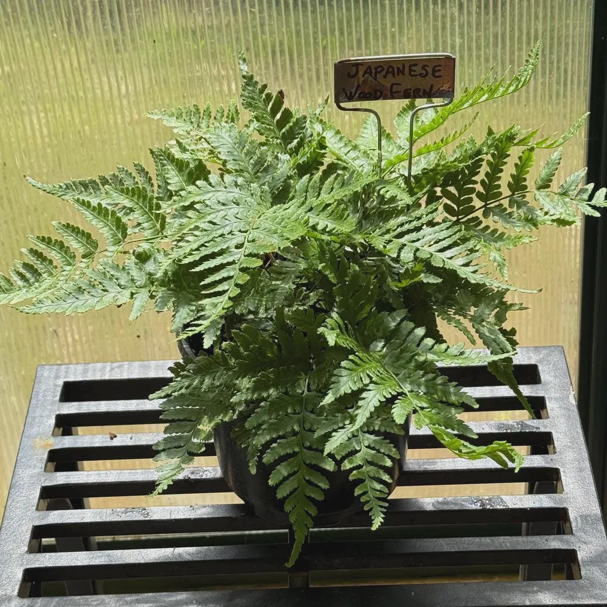 'Autumn' Fern Indoor Plants 4" Pot Austin Jungle Co.