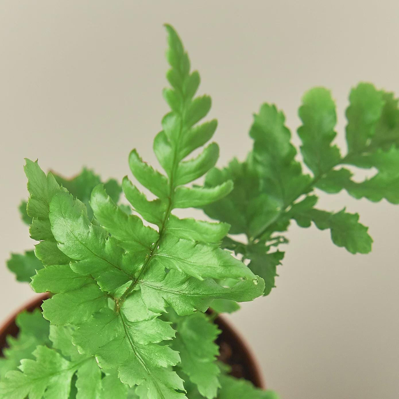 'Autumn' Fern Indoor Plants 4" Pot Austin Jungle Co.