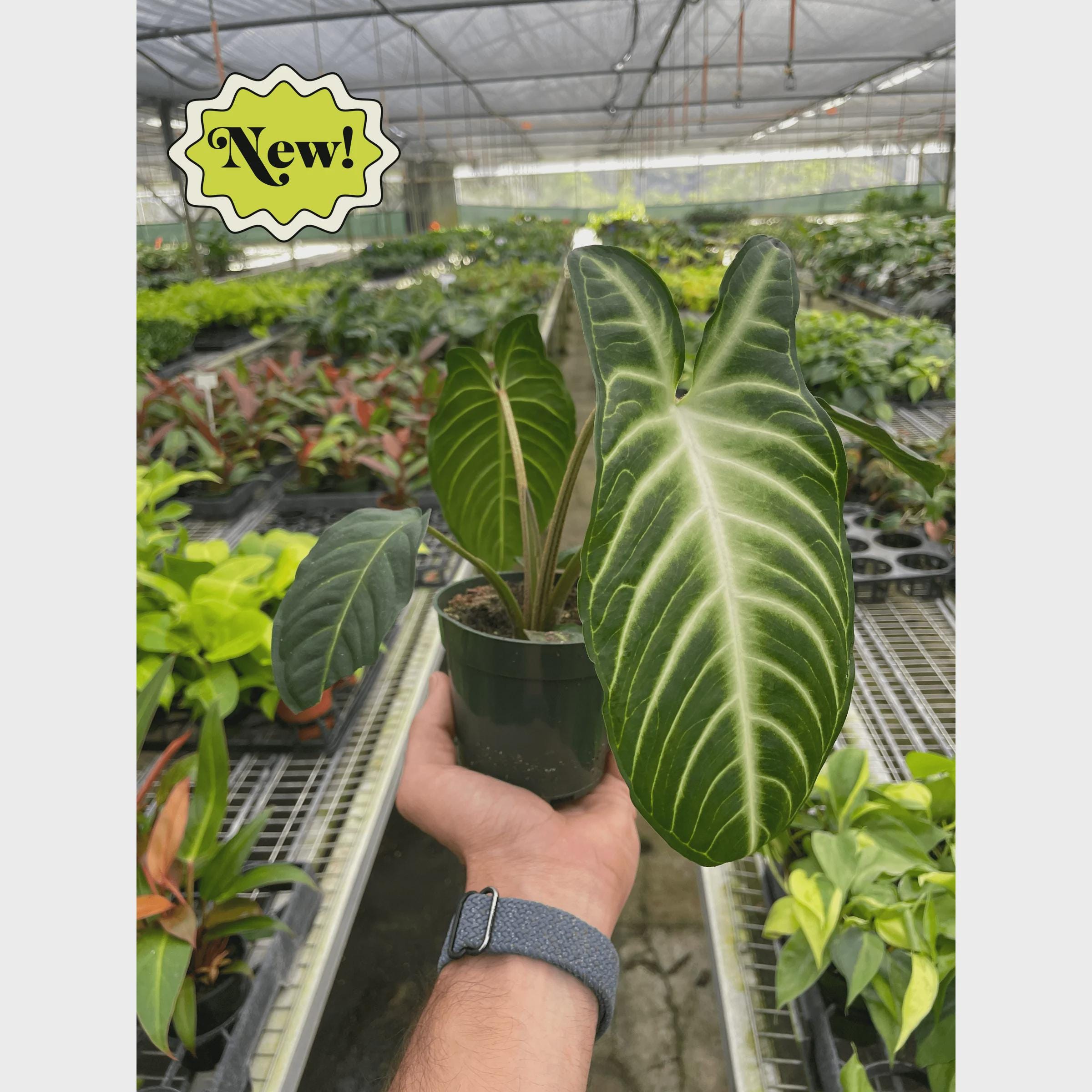 Xanthosoma 'Lendenii' Indoor Plants 4" Pot Austin Jungle Co.