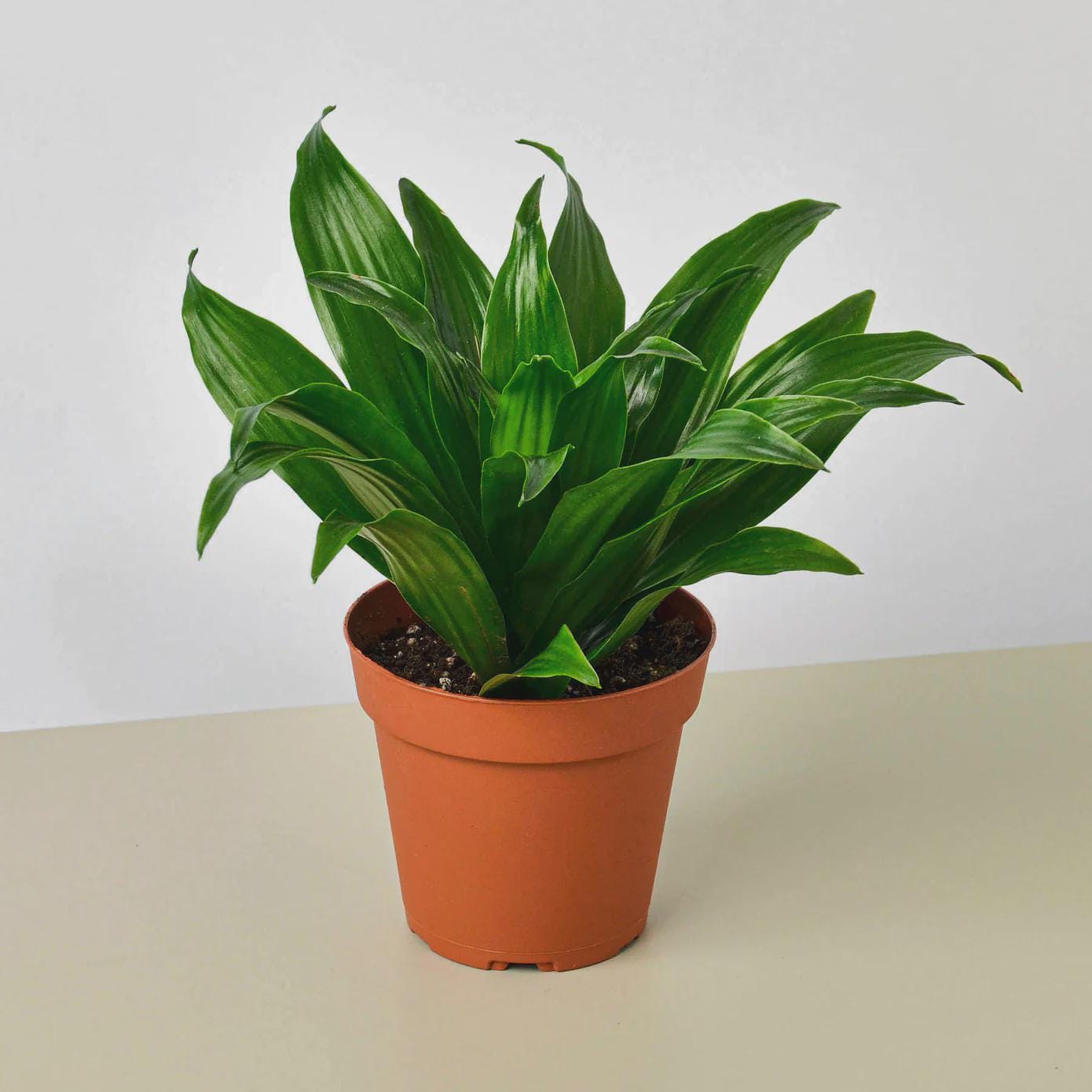 Dracaena 'Janet Craig' Indoor Plants 3" Pot Austin Jungle Co.