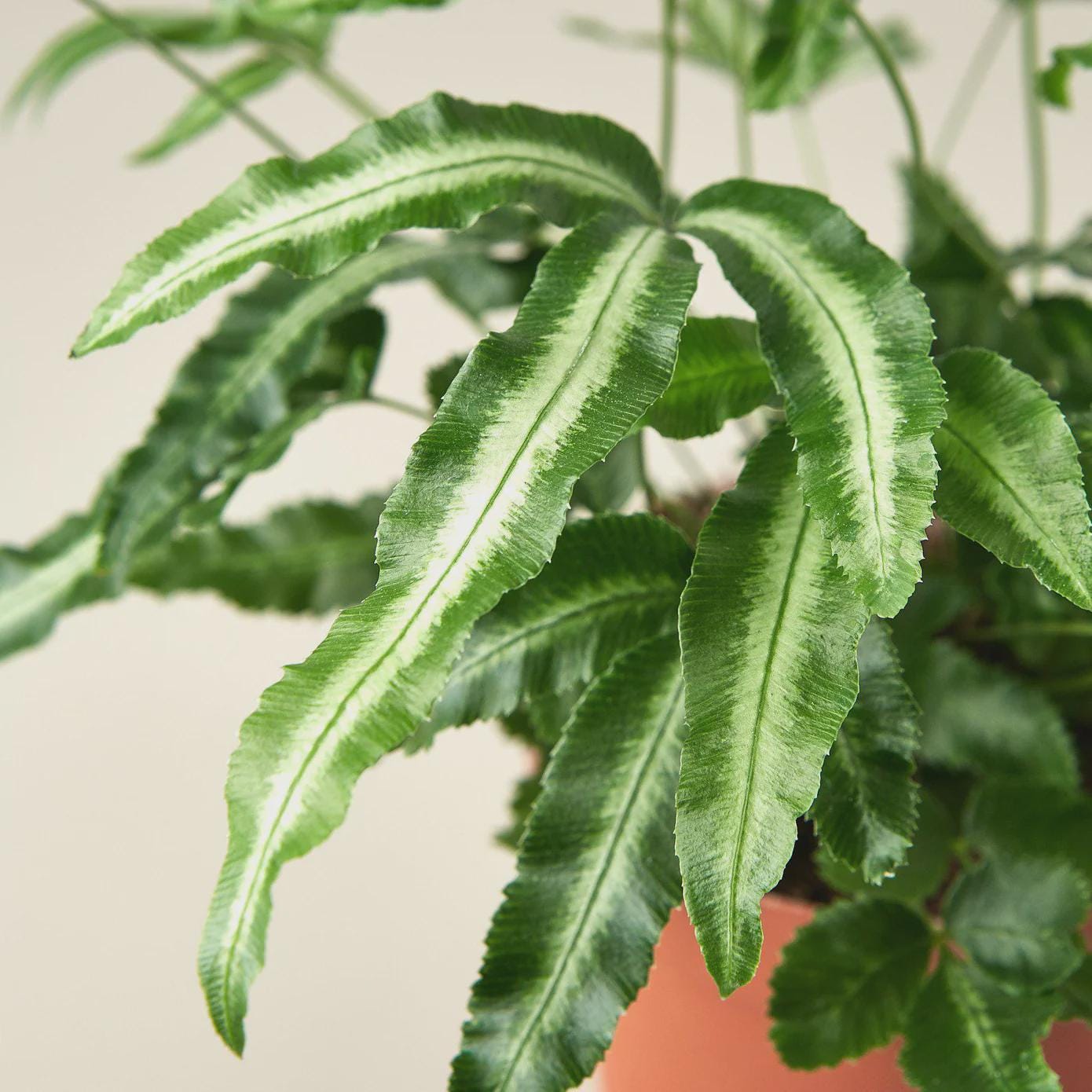 Pteris Cretica 'Albo Fern' Indoor Plants 3" Pot Austin Jungle Co.