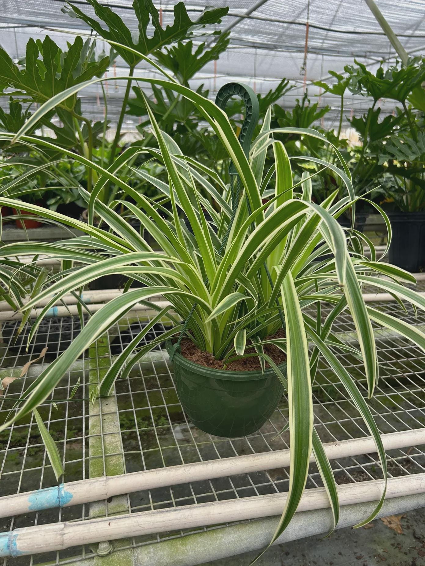 Spider Plant Reverse Default 8" Pot / Nursery Pot Austin Jungle Co.