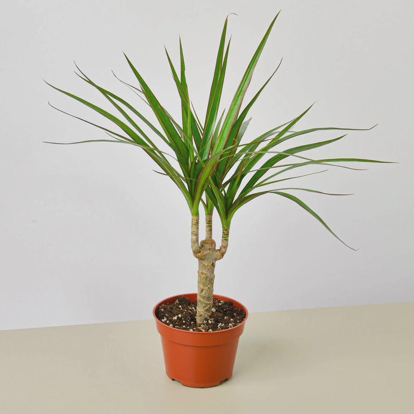 Dracaena Marginata Cane Indoor Plants 4" Pot / Nursery Pot Austin Jungle Co.