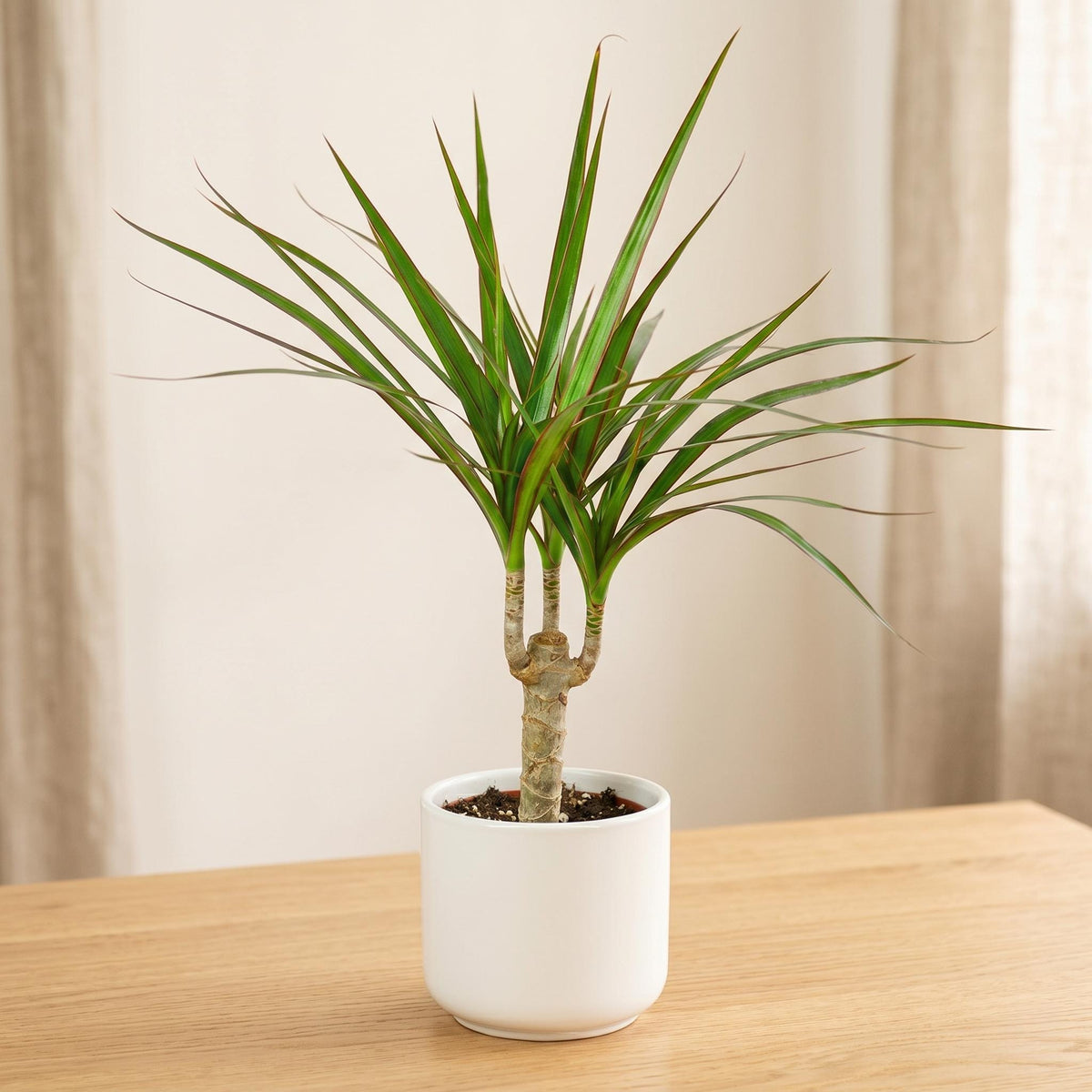 Dracaena Marginata Cane Indoor Plants 4" Pot / Nursery Pot Austin Jungle Co.