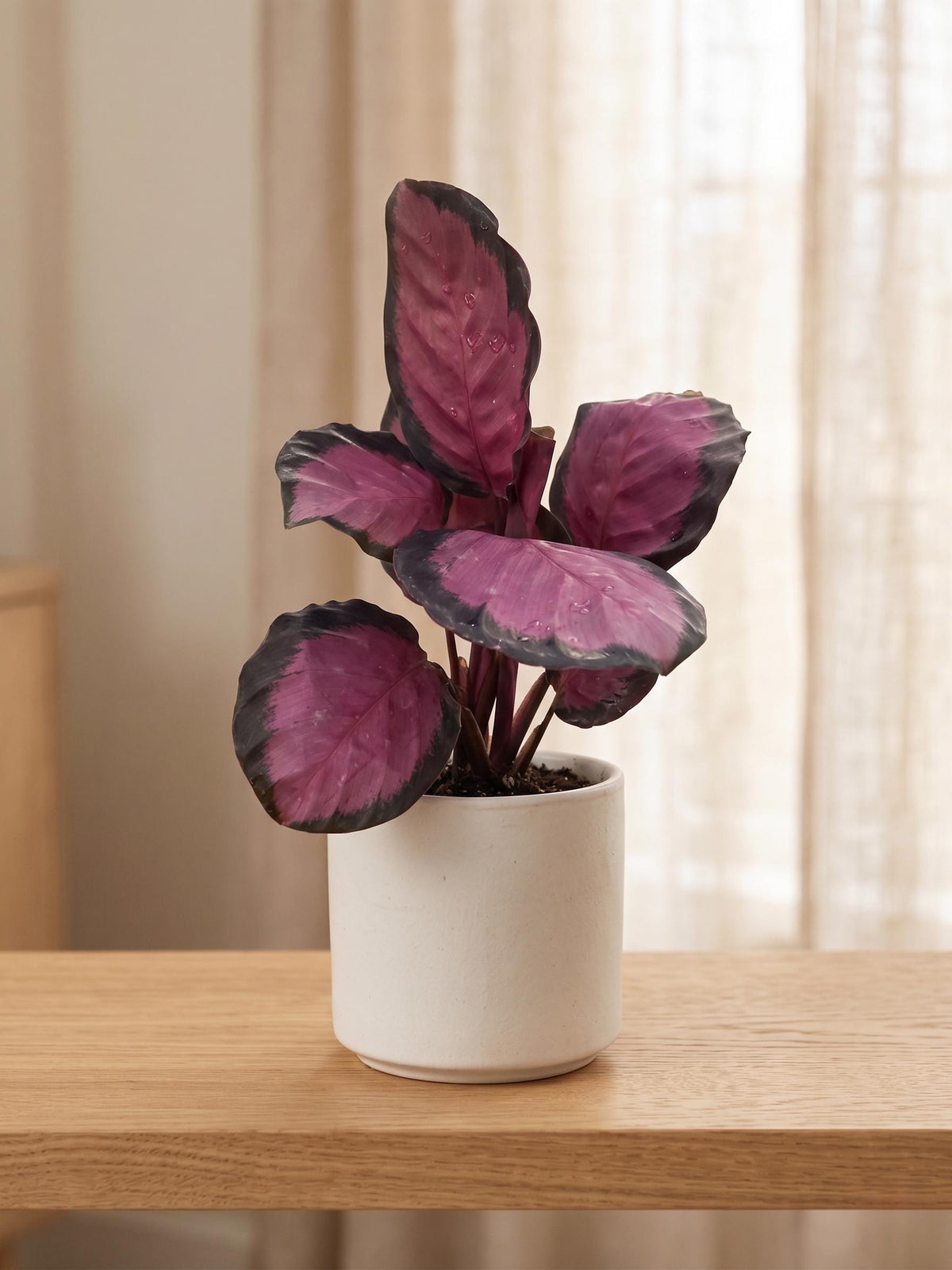 Calathea 'Purple Rose' Indoor Plants 2" Pot Austin Jungle Co.