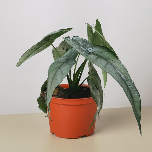 Alocasia 'Dragons Breath' 4" Pot Austin Jungle Co.