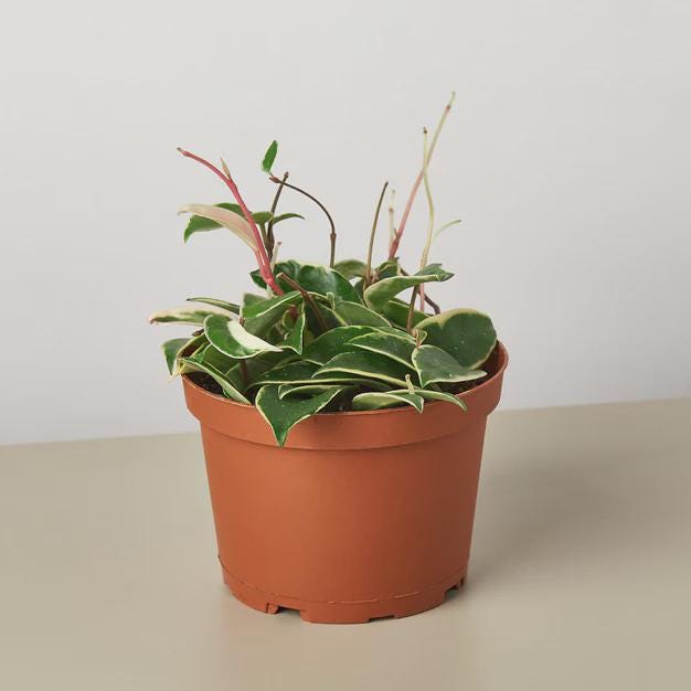 Hoya Carnosa 'Tricolor' Indoor Plants 3" Pot Austin Jungle Co.