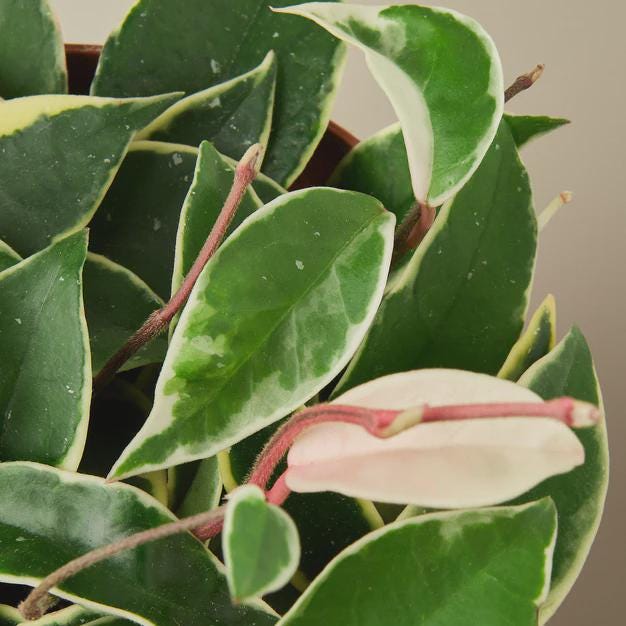Hoya Carnosa 'Tricolor' Indoor Plants 3" Pot Austin Jungle Co.