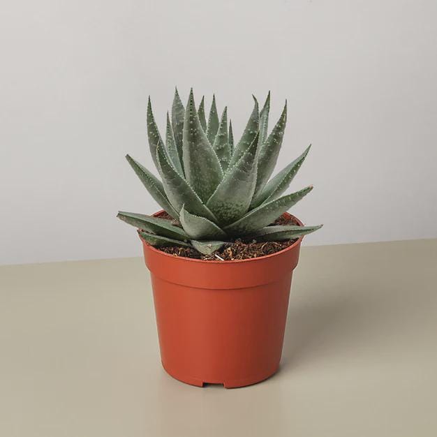 Succulent Haworthia Savanna 3" Pot Austin Jungle Co.