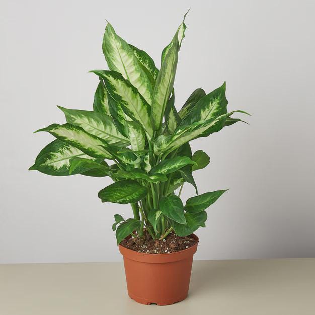 Dieffenbachia Camille Indoor Plants 6" Pot / Nursery Pot Austin Jungle Co.